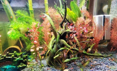 15 Aquarium Myths Busted – DustinsFishtanks