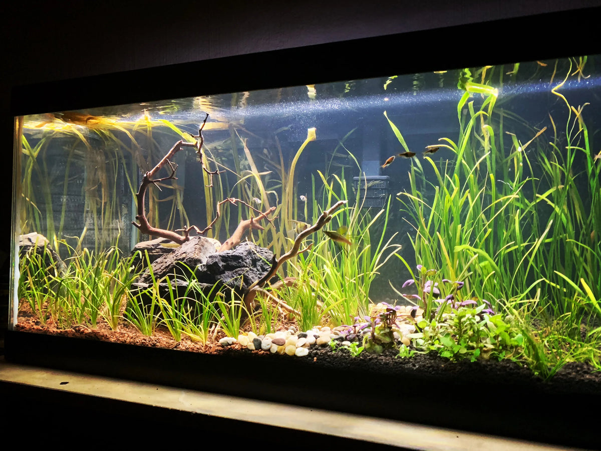 Step-by-step Guide to Setting Up a Planted Aquarium