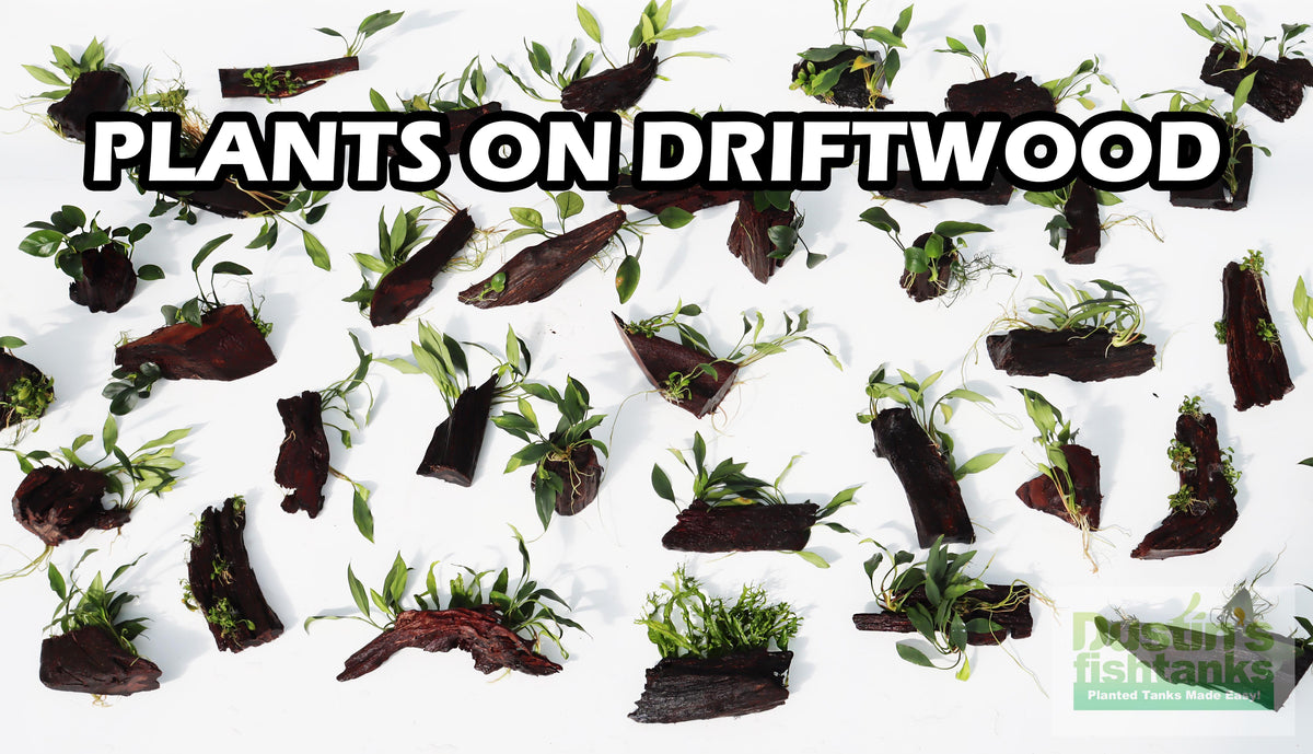 AQUARIUM PLANTS ON DRIFTWOOD (MADE IN HOUSE!) DustinsFishtanks