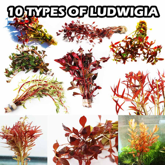 Ludwigia (TOP Selling RED Plants)