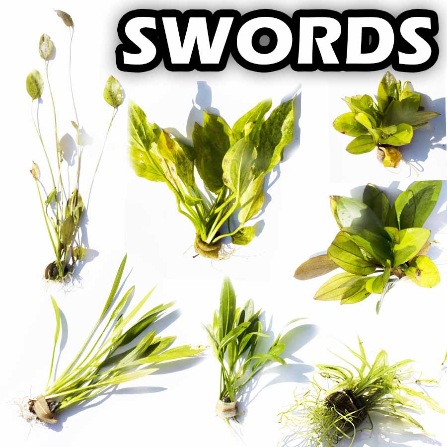 Amazon Swords DustinsFishtanks