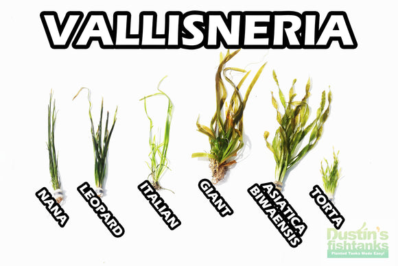 Vallisneria (VAL- 6- types of AWESOME EASY Background plants)