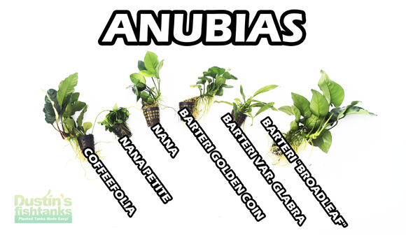 Anubias Nana, Anubias Barteri and other Anubias for sale.