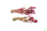 Alternanthera Reineckii Regular_Aquarium Plant For Sale