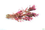 Alternanthera Reineckii Regular_Aquarium Plant For Sale