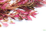 Alternanthera Reineckii Regular_Aquarium Plant For Sale