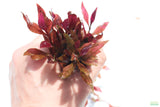 Alternanthera Reineckii Regular_Aquarium Plant For Sale
