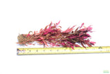 Alternanthera Reineckii Regular_Aquarium Plant For Sale