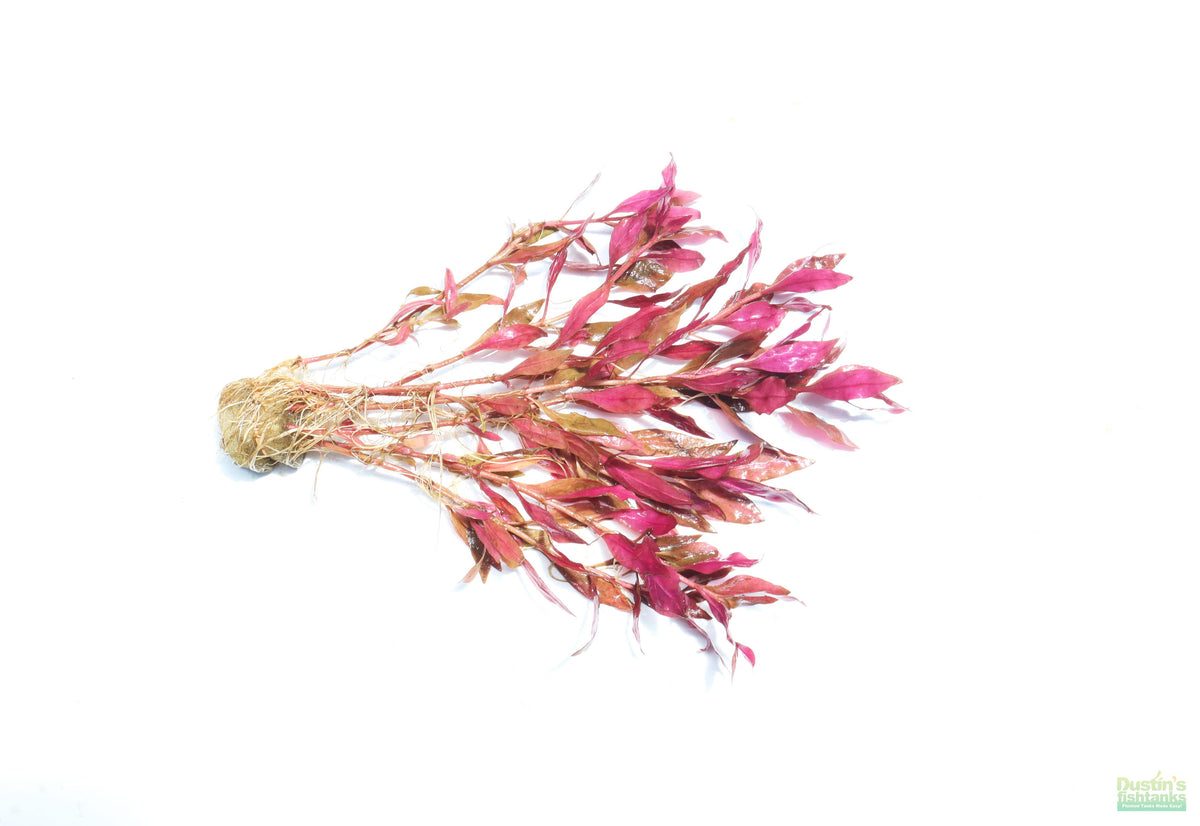 Alternanthera Reineckii 