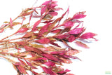 Alternanthera Reineckii Variegated_Aquarium Plant For Sale