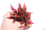 Alternanthera Reineckii Variegated_Aquarium Plant For Sale