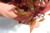 Alternanthera Reineckii Variegated_Aquarium Plant For Sale