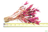 Alternanthera Reineckii Variegated_Aquarium Plant For Sale