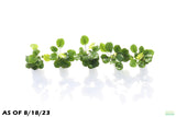 Anubias Barteri Golden Coin_Aquarium plant for sale_aquarium plants for sale