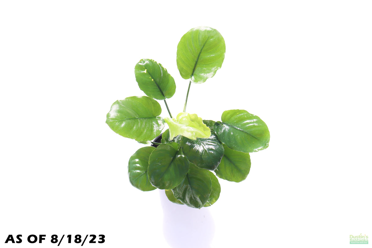 Anubias barteri var Nana Gold pianta vera