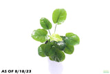 Anubias Barteri Golden Coin_Aquarium plant for sale_aquarium plants for sale