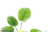 Anubias Barteri Golden Coin_Aquarium plant for sale_aquarium plants for sale