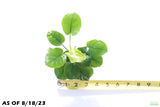 Anubias Barteri Golden Coin_Aquarium plant for sale_aquarium plants for sale