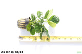 Anubias Barteri Golden Coin_Aquarium plant for sale_aquarium plants for sale