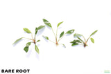 Anubias Congensis_Bare Root