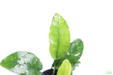Anubias Nana Long Leaf