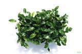 Anubias Nana Long_Aquarium Plant For Sale