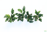 Anubias Nana Long_Aquarium Plant For Sale