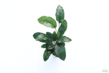 Anubias Nana Long_Aquarium Plant For Sale
