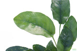 Anubias Nana Long_Aquarium Plant For Sale