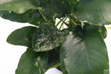 Anubias Nana Long_Aquarium Plant For Sale