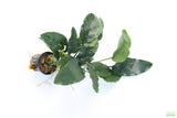 Anubias Nana Long_Aquarium Plant For Sale