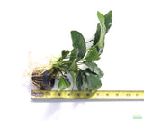 Anubias Nana Long_Aquarium Plant For Sale
