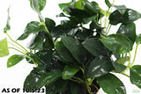 Anubias Nana Petite (Amazing Aquascaping Plant)