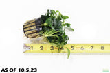 Anubias Nana Petite (Amazing Aquascaping Plant)