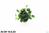 Anubias Nana Petite (Amazing Aquascaping Plant)