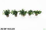 Anubias Nana Petite (Amazing Aquascaping Plant)