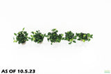 Anubias Nana Petite (Amazing Aquascaping Plant)