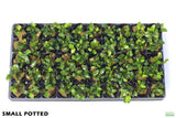 Anubias Nana Petite_Small Potted_Aquarium plant for sale