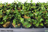 Anubias Nana Petite_Small Potted_Aquarium plant for sale