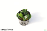 Anubias Nana Petite_Small Potted_Aquarium plant for sale