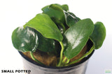 Anubias Nana Petite_Small Potted_Aquarium plant for sale