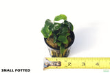 Anubias Nana Petite_Small Potted_Aquarium plant for sale