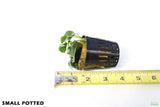 Anubias Nana Petite_Small Potted_Aquarium plant for sale