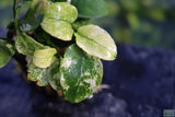 Anubias Nana Variegated Pinto_Aquarium Plant for sale