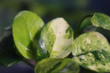 Anubias Nana Variegated Pinto_Aquarium Plant for sale