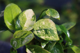 Anubias Nana Variegated Pinto_Aquarium Plant for sale