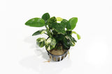 Anubias Nana Variegated Pinto_Aquarium Plant for sale