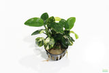 Anubias Nana Variegated_Aquarium Plant for sale