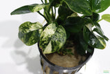 Anubias Nana Variegated_Aquarium Plant for sale