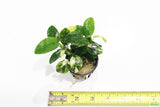 Anubias Nana Variegated_Aquarium Plant for sale